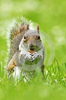Cute grey squirrel eating nut