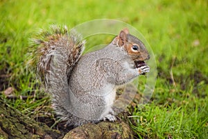 Cute grey squirrel eating a nut