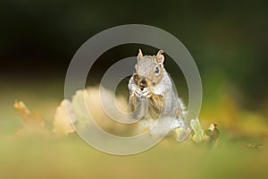 Cute grey squirrel eating nuts in autumn