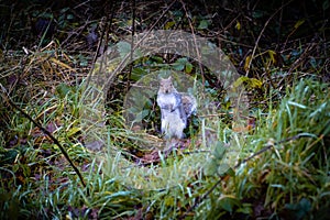 Cute grey squirrel in the grass