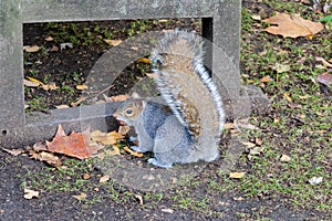 Cute grey squirrel keeping a nut in mouth