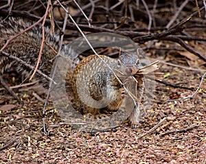 Cute grey squirrel picking up wood in a forest during daytime