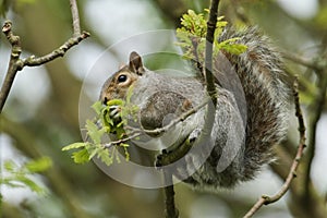 A cute Grey Squirrel, Scirius carolinensis, eating the new growth of an Oak tree in spring in the UK.