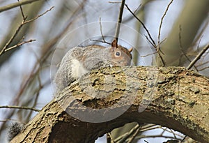 A cute Grey Squirrel, Scirius carolinensis, hiding high up on a branch of a willow tree in a forest.