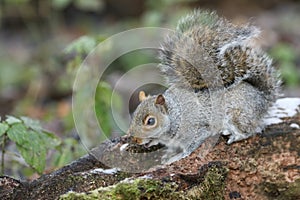 A cute Grey Squirrel Scirius carolinensis searching for food in an old log.