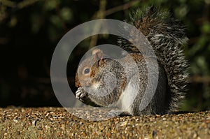 A cute Grey Squirrel, Scirius carolinensis, sitting on a concrete bridge feeding on seeds.