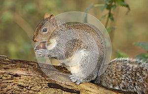 A cute Grey Squirrel Scirius carolinensis sitting on a log holding an acorn.