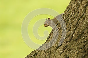 A cute Grey Squirrel Scirius carolinensis sitting on the side of a tree trunk.