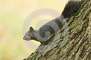 A cute Grey Squirrel, Scirius carolinensis, sitting on a tree trunk.