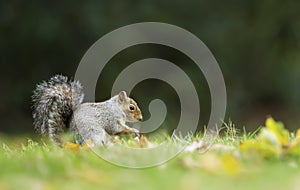 Cute grey squirrel sitting in a meadow in autumn