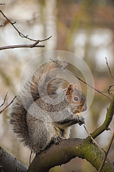 Cute grey squirrel on a tree branch
