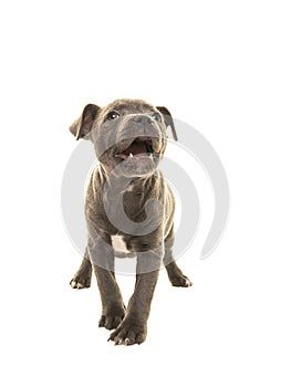 Cute grey stafford terrier puppy dog looking up with its mouth open as of speaking