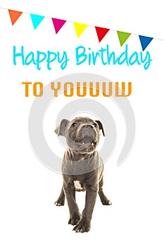 Cute grey stafford terrier puppy dog singing happy birthday to you on a birthday card