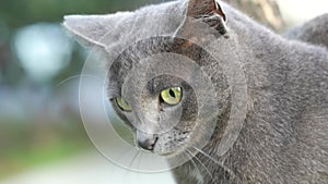 Cute grey street cat, feline. British shorthair cat with beautiful green eyes. Portrait, close up shot face of pet, animal