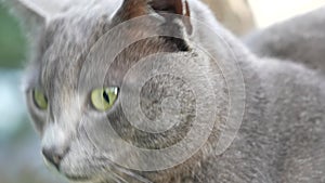 Cute grey street cat, feline. British shorthair cat with beautiful green eyes. Portrait, close up shot face of pet, animal