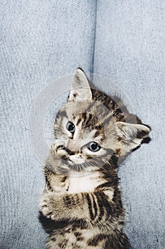 Cute grey tabby kitten with blue eyes on the legs of his mistress