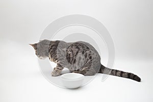 Cute grey tabby shorthair cat eating food from a bowl at home. Pets care concept.