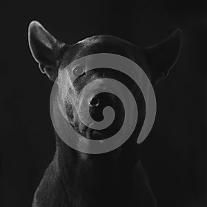 Cute grey thai ridgeback puppy on the black background