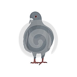Cute grey urban pigeon bird standing, front view vector Illustrations on a white background