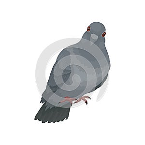 Cute grey urban pigeon vector Illustrations on a white background