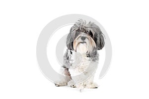 Cute grey and white Bishon Havanese dog with funny haircut and overbite teeth Malocclusions, looking at camera. Isolated on