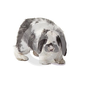 Cute Grey and White Bunny Rabbit Facing Forward