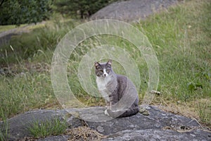 Cute grey and white cat sitting on a rock.