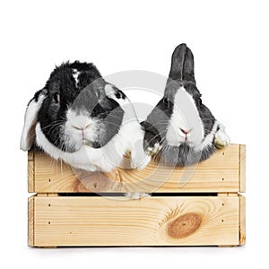 Cute grey with white European rabbit, and black with white lop ear friend. Isolated on white background.