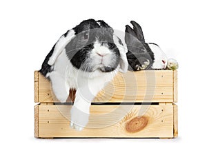 Cute grey with white European rabbit, and black with white lop ear friend. Isolated on white background.