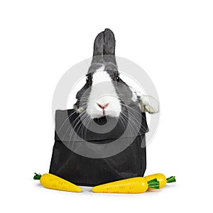 Cute grey with white European rabbit, Isolated on white background.