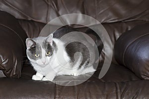 Cute grey and white Snowshoe cat.