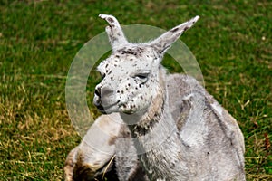 Cute grey and white trimmed Alpaca on the Alpaca Farm