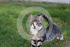 Cute Grey Wild Cat Stretching on a Meadow in Cyprus