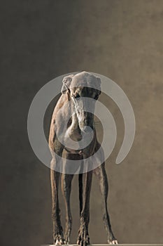 cute greyhound hunting dog with long legs looking down and standing