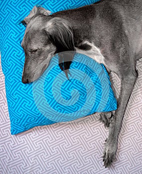 cute greyhound sleeping on a blue pillow