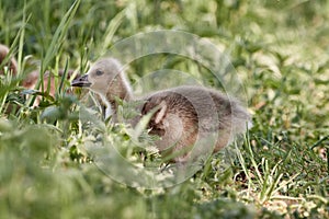 Cute greylag goose chick Anser anser gosling in the grass on a sunny spring day