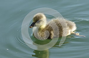 A cute Greylag Goose gosling, Anser anser, swimming on a lake in spring.