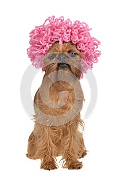 Cute griffon dog with pink curly wig