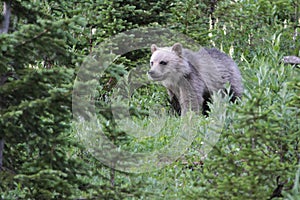 Cute Grizzly Bear Cub in the Kananaskis Country of the Canadian Rockies