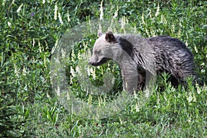 Cute Grizzly Bear Cub  in the Kananaskis Country of the Canadian Rockies