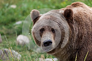 Cute Grizzly Bear Face