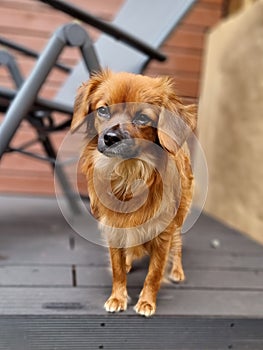 Cute groggy puppy on the garden decking photo