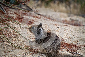 Cute Ground Squirrel