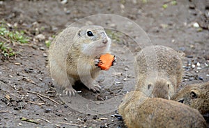 Cute ground squirrel family in the green grass in Slovakia