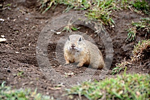 Cute ground squirrel is looking out from a hole