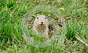Cute ground squirrel is looking out from a hole