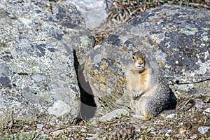 Cute ground squirrel looks at camera