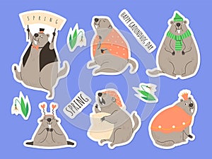 Cute groundhog greeting spring stickers vector set, cartoon wild ground animal, woodchuck mammal, Happy groundhog day