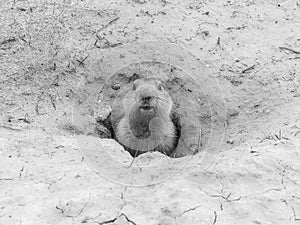 Cute groundhog after hibernation - a landmark of the steppes, Baikonur, Kazakhstan