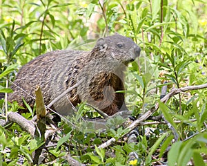 Cute Groundhog Standing In Greenery Behind Sticks